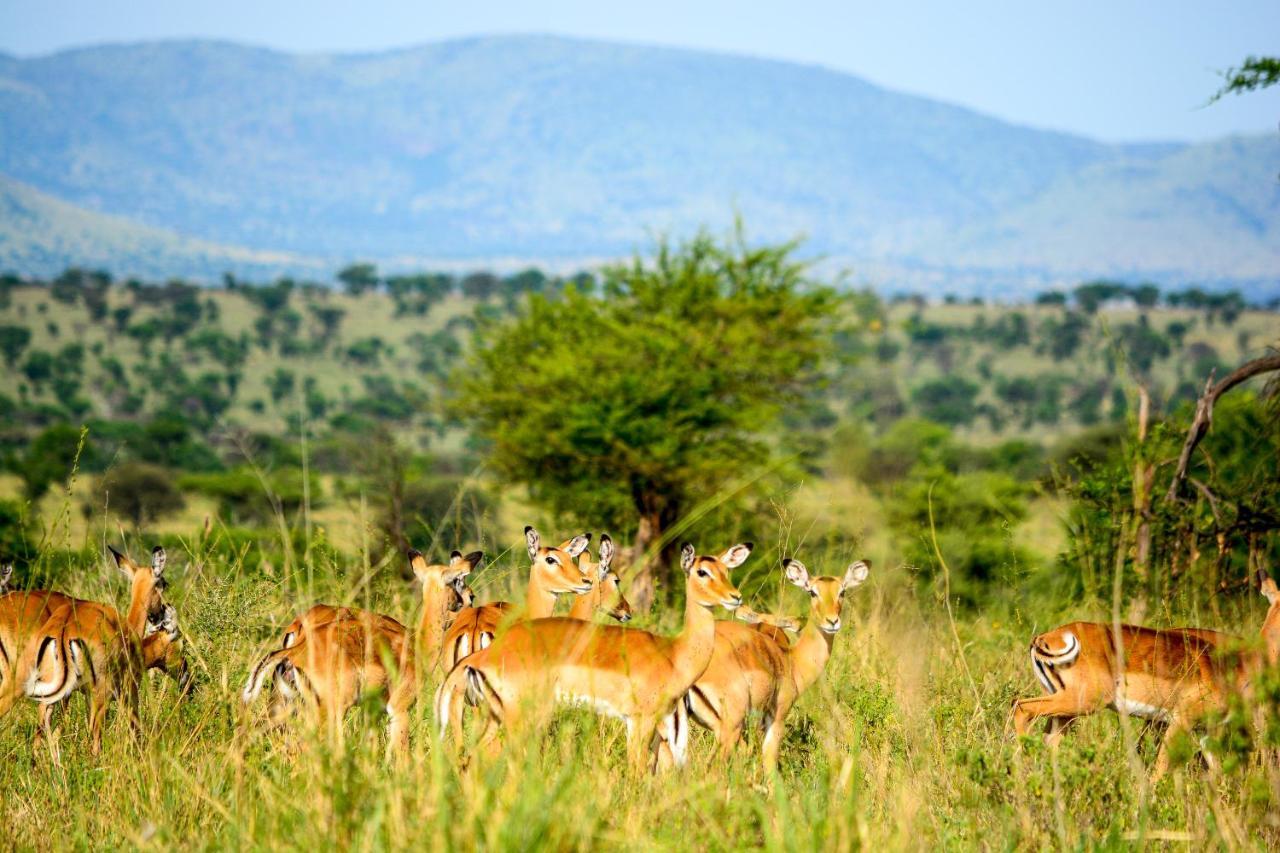 Africa Safari Serengeti Ikoma Luaran gambar